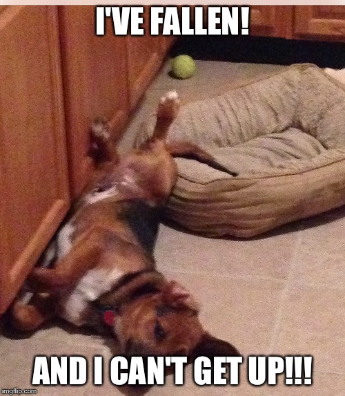 Fallen Dog | I'VE FALLEN! AND I CAN'T GET UP!!! | image tagged in fallen dog | made w/ Imgflip meme maker