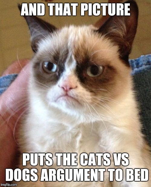 Grumpy Cat Meme | AND THAT PICTURE PUTS THE CATS VS DOGS ARGUMENT TO BED | image tagged in memes,grumpy cat | made w/ Imgflip meme maker