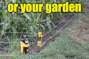 or your garden | made w/ Imgflip meme maker