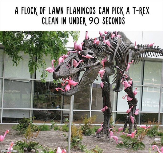 No wonder they're extinct | image tagged in flamingos | made w/ Imgflip meme maker