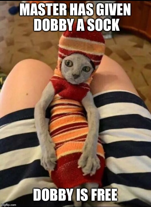 Dobby is a free cat. Ummm I meant elf. Dobby is a free elf.  | MASTER HAS GIVEN DOBBY A SOCK; DOBBY IS FREE | image tagged in memes,funny,dobby,elf | made w/ Imgflip meme maker