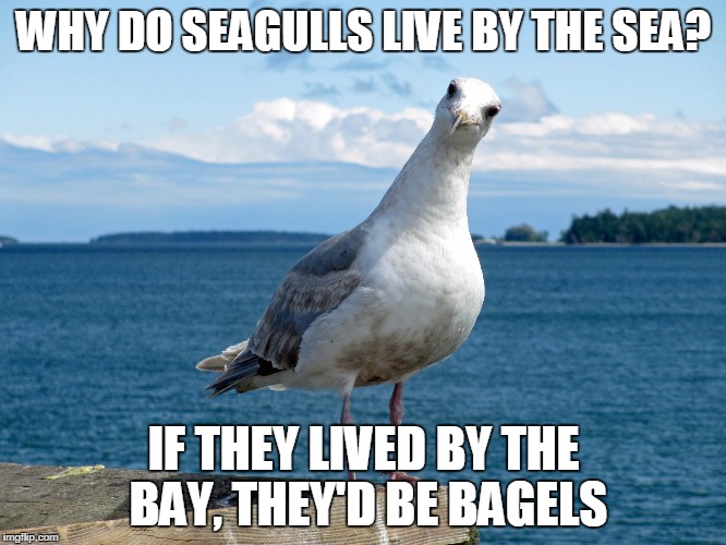 Image result for seagull bagel meme