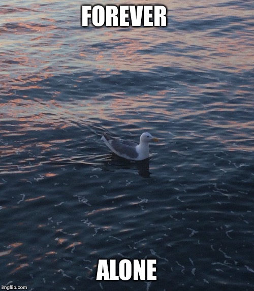 FOREVER; ALONE | image tagged in animals,forever alone | made w/ Imgflip meme maker