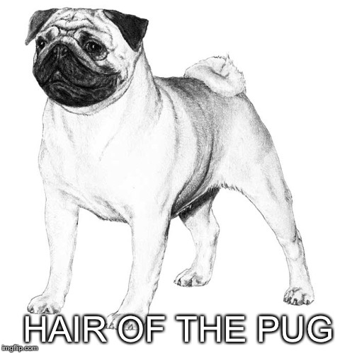Pugs 4Ever | HAIR OF THE PUG | image tagged in hair of the dog,dogs,pugs | made w/ Imgflip meme maker