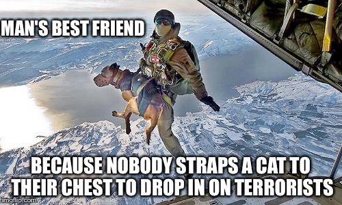 War dog | MAN'S BEST FRIEND; BECAUSE NOBODY STRAPS A CAT TO THEIR CHEST TO DROP IN ON TERRORISTS | image tagged in war dog,memes | made w/ Imgflip meme maker