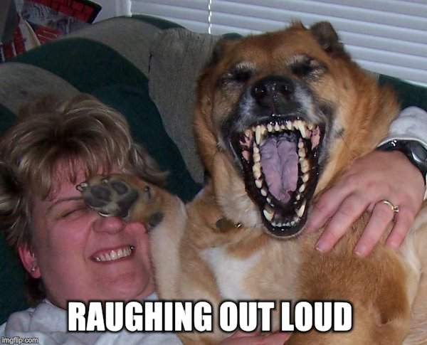 laughing dog | RAUGHING OUT LOUD | image tagged in laughing dog | made w/ Imgflip meme maker