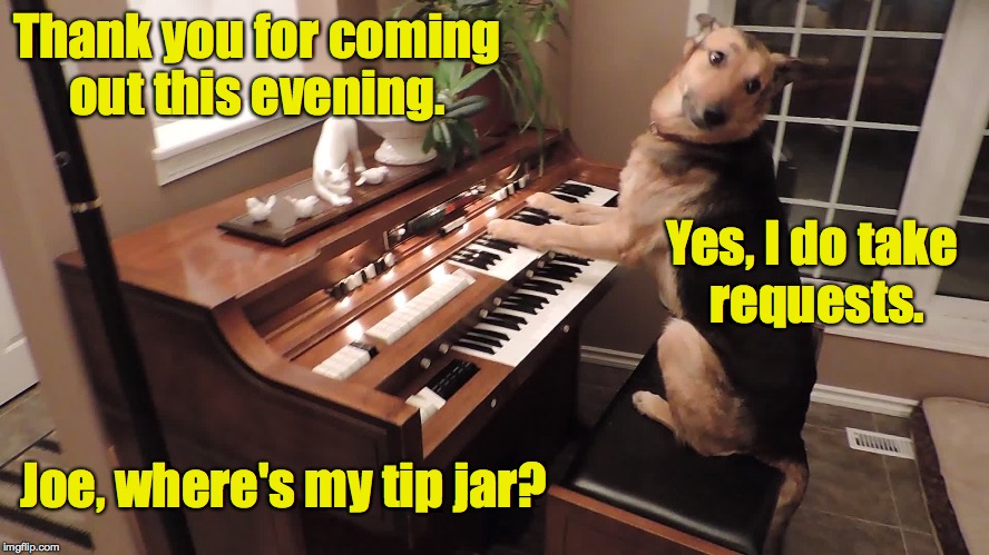 Moving up the Evolutionary Scale: From Lounge Lizard to Lounge Dog | Thank you for coming out this evening. Yes, I do take requests. Joe, where's my tip jar? | image tagged in dog,organ | made w/ Imgflip meme maker