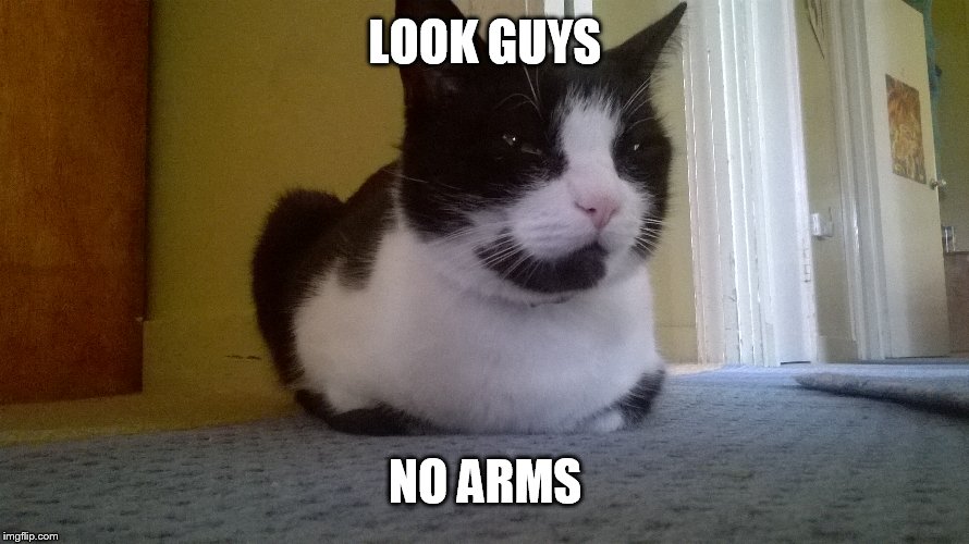 Reg the cat: Look no arms  | LOOK GUYS; NO ARMS | image tagged in reg the cat,no arms | made w/ Imgflip meme maker