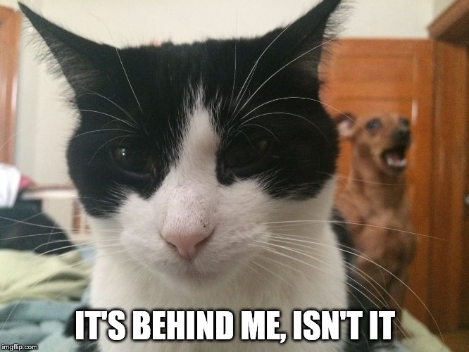 It's behind me, isn't it | IT'S BEHIND ME, ISN'T IT | image tagged in behind me,cat,dog,meme,it's behind me isn't it | made w/ Imgflip meme maker
