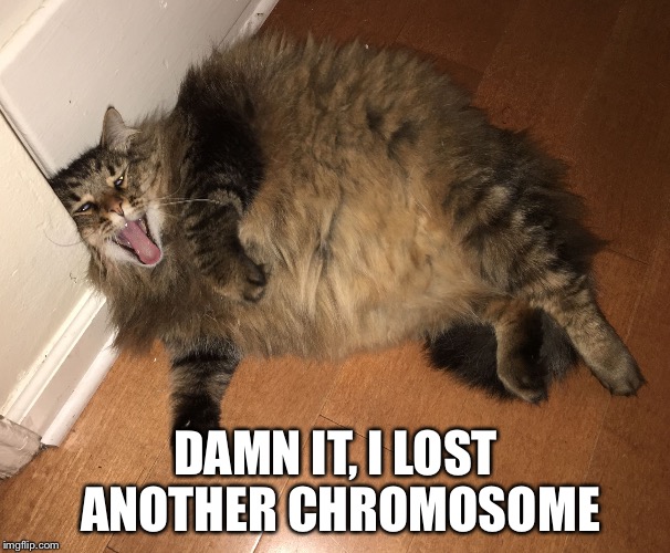 Fat Cat | DAMN IT, I LOST ANOTHER CHROMOSOME | image tagged in fat cat | made w/ Imgflip meme maker