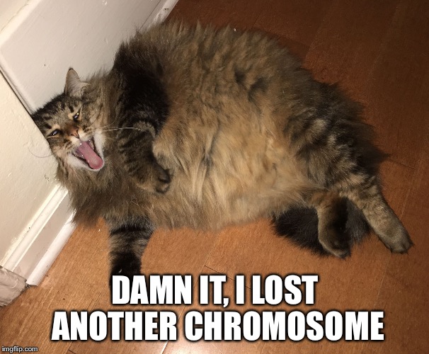 fat cat meme generator