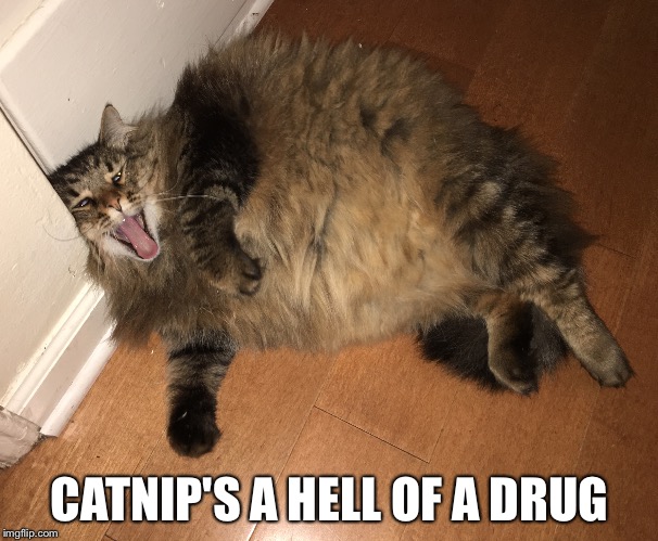 CATNIP'S A HELL OF A DRUG | image tagged in fat cat | made w/ Imgflip meme maker