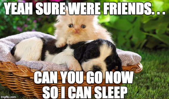 What They All Think | YEAH SURE WERE FRIENDS. . . CAN YOU GO NOW SO I CAN SLEEP | image tagged in dogs an cats | made w/ Imgflip meme maker