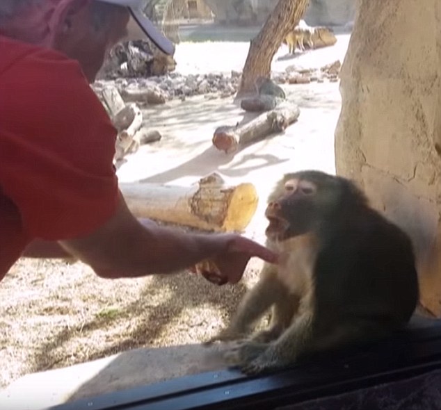 High Quality Befuddled Baboon Blank Meme Template