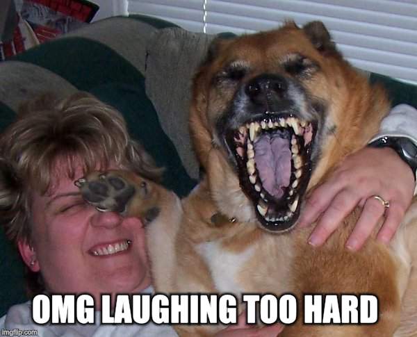 laughing dog | OMG LAUGHING TOO HARD | image tagged in laughing dog | made w/ Imgflip meme maker