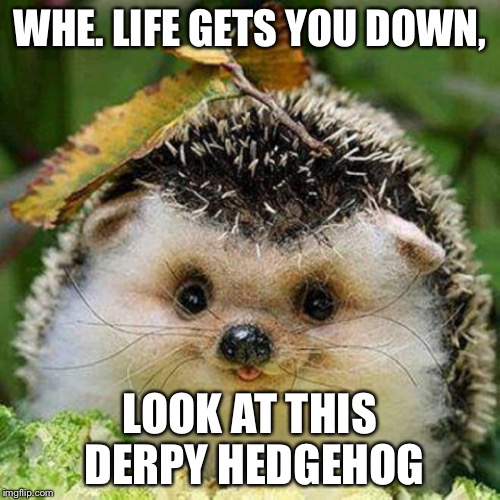 Look at it! | WHE. LIFE GETS YOU DOWN, LOOK AT THIS DERPY HEDGEHOG | image tagged in cute | made w/ Imgflip meme maker