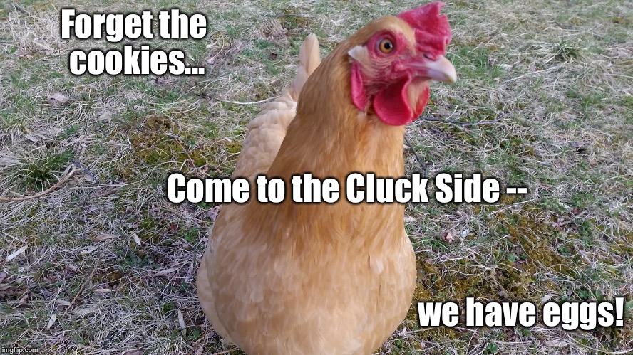 Come to the Cluck Side! | Forget the cookies... Come to the Cluck Side --; we have eggs! | image tagged in funny,chicken,darth vader - come to the dark side,eggs,cookies,protein | made w/ Imgflip meme maker