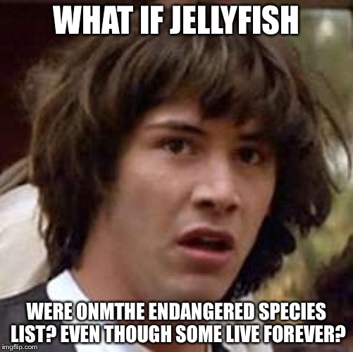 Conspiracy Keanu Meme | WHAT IF JELLYFISH; WERE ONMTHE ENDANGERED SPECIES LIST? EVEN THOUGH SOME LIVE FOREVER? | image tagged in memes,conspiracy keanu | made w/ Imgflip meme maker