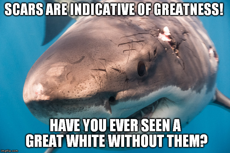 Greatness has Scars | SCARS ARE INDICATIVE OF GREATNESS! HAVE YOU EVER SEEN A GREAT WHITE WITHOUT THEM? | image tagged in greatness has scars | made w/ Imgflip meme maker