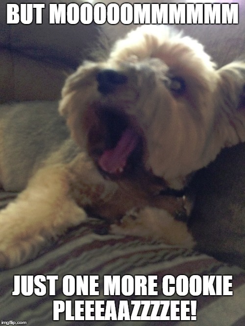 One more cookie | BUT MOOOOOMMMMMM; JUST ONE MORE COOKIE PLEEEAAZZZZEE! | image tagged in frankie,cookie,silky | made w/ Imgflip meme maker