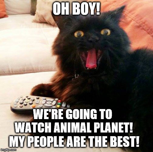 OH BOY! Cat |  OH BOY! WE'RE GOING TO WATCH ANIMAL PLANET! MY PEOPLE ARE THE BEST! | image tagged in oh boy cat | made w/ Imgflip meme maker