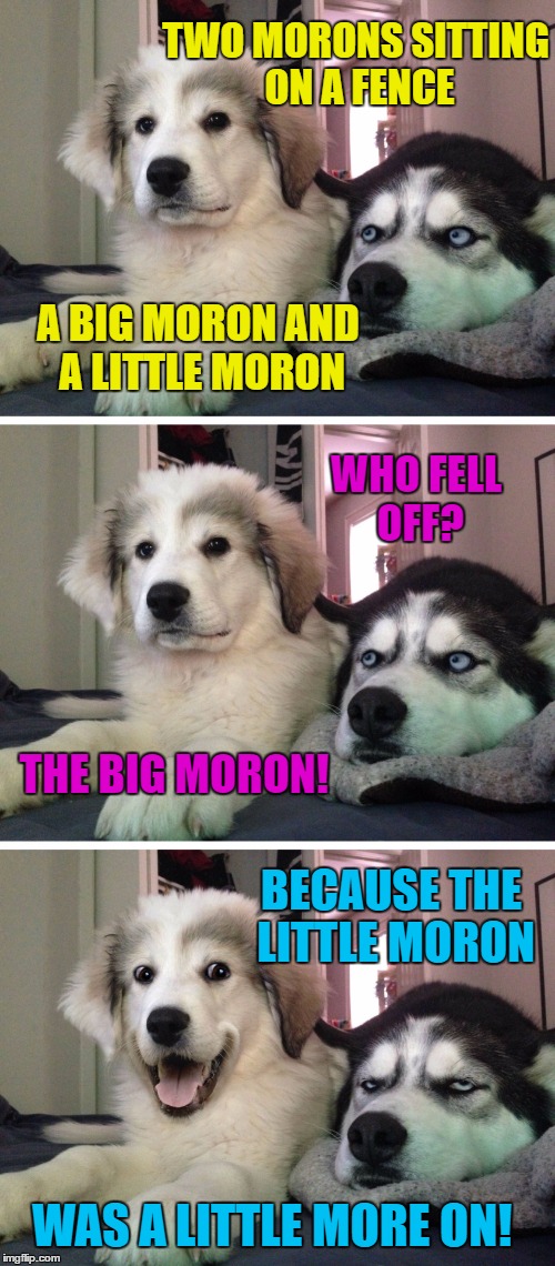 Bad pun dogs | TWO MORONS SITTING ON A FENCE; A BIG MORON AND A LITTLE MORON; WHO FELL OFF? THE BIG MORON! BECAUSE THE LITTLE MORON; WAS A LITTLE MORE ON! | image tagged in bad pun dogs,memes,funny,jokes,humor,laugh | made w/ Imgflip meme maker