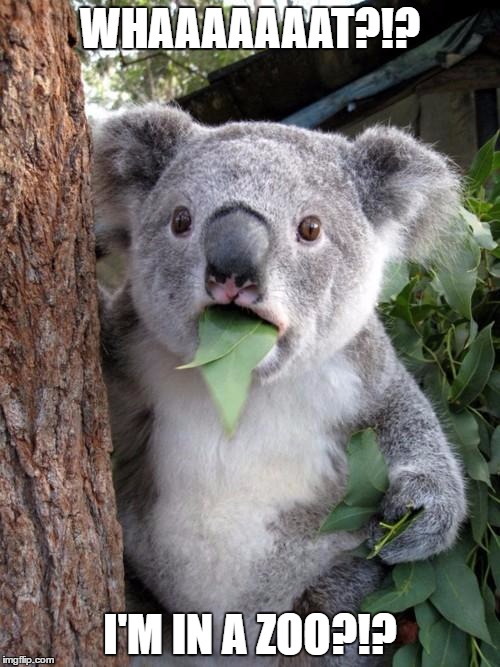 Surprised Koala Meme | WHAAAAAAAT?!? I'M IN A ZOO?!? | image tagged in memes,surprised koala | made w/ Imgflip meme maker