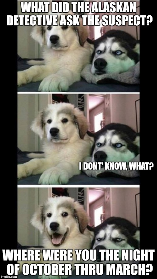 Bad joke dogs | WHAT DID THE ALASKAN DETECTIVE ASK THE SUSPECT? I DONT' KNOW, WHAT? WHERE WERE YOU THE NIGHT OF OCTOBER THRU MARCH? | image tagged in bad joke dogs | made w/ Imgflip meme maker