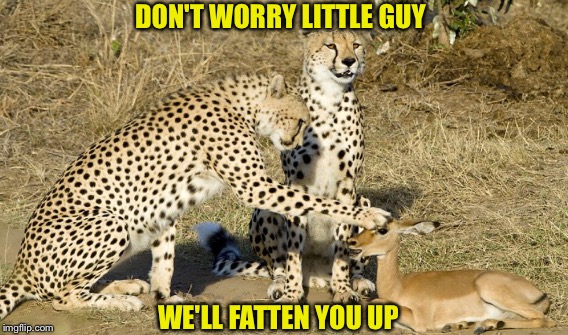 UNLIKELY KINDNESS  | DON'T WORRY LITTLE GUY; WE'LL FATTEN YOU UP | image tagged in cheetah | made w/ Imgflip meme maker