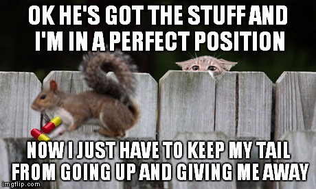OK HE'S GOT THE STUFF AND I'M IN A PERFECT POSITION NOW I JUST HAVE TO KEEP MY TAIL FROM GOING UP AND GIVING ME AWAY | made w/ Imgflip meme maker