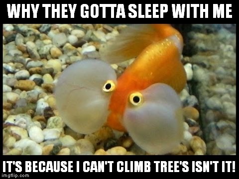 WHY THEY GOTTA SLEEP WITH ME IT'S BECAUSE I CAN'T CLIMB TREE'S ISN'T IT! | made w/ Imgflip meme maker