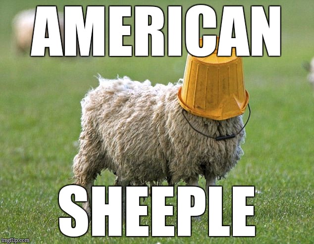 stupid sheep | AMERICAN; SHEEPLE | image tagged in stupid sheep | made w/ Imgflip meme maker
