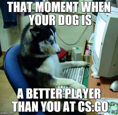 I Have No Idea What I Am Doing Meme | THAT MOMENT WHEN YOUR DOG IS; A BETTER PLAYER THAN YOU AT CS:GO | image tagged in memes,i have no idea what i am doing | made w/ Imgflip meme maker