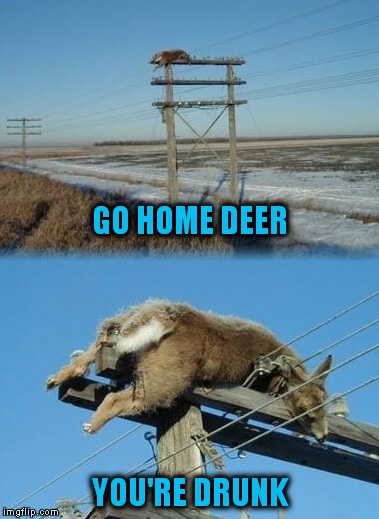 Oh Deer! | GO HOME DEER; YOU'RE DRUNK | image tagged in memes | made w/ Imgflip meme maker