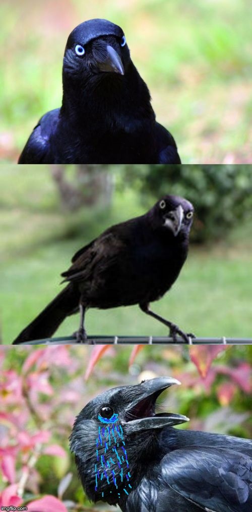 Bad Pun Crow Crying Blank Meme Template