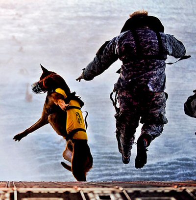 High Quality Military K9 jump Blank Meme Template