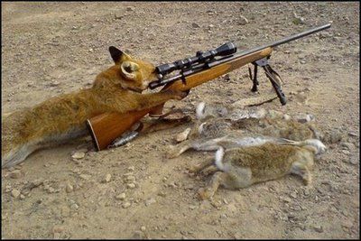 Fox with rifle Blank Meme Template