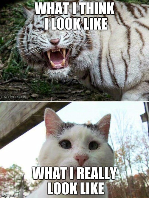 tiger or cat? | WHAT I THINK I LOOK LIKE; WHAT I REALLY LOOK LIKE | image tagged in memes,cat,tiger | made w/ Imgflip meme maker