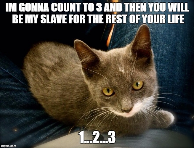 Cat hynosis | IM GONNA COUNT TO 3 AND THEN YOU WILL BE MY SLAVE FOR THE REST OF YOUR LIFE; 1...2...3 | image tagged in cats | made w/ Imgflip meme maker