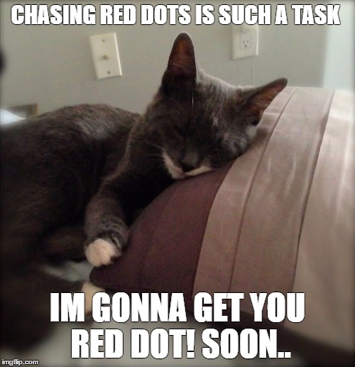 Laser chasing cat | CHASING RED DOTS IS SUCH A TASK; IM GONNA GET YOU RED DOT! SOON.. | image tagged in cats | made w/ Imgflip meme maker