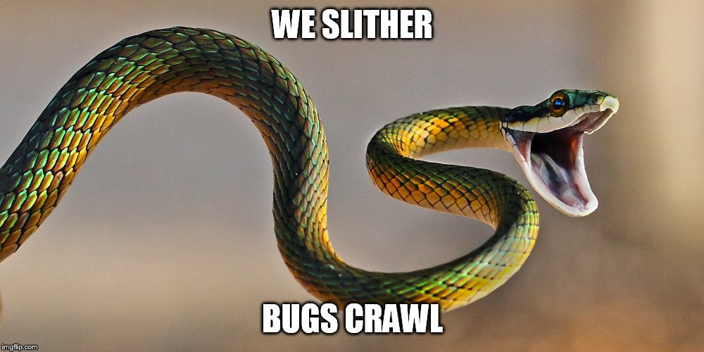 WE SLITHER BUGS CRAWL | made w/ Imgflip meme maker