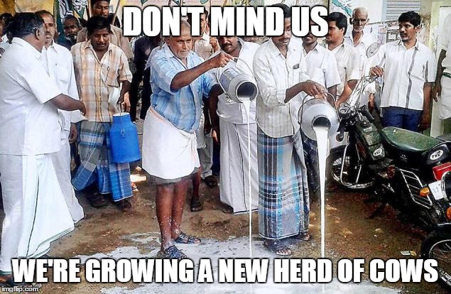 DON'T MIND US WE'RE GROWING A NEW HERD OF COWS | image tagged in growing a herd of steers | made w/ Imgflip meme maker