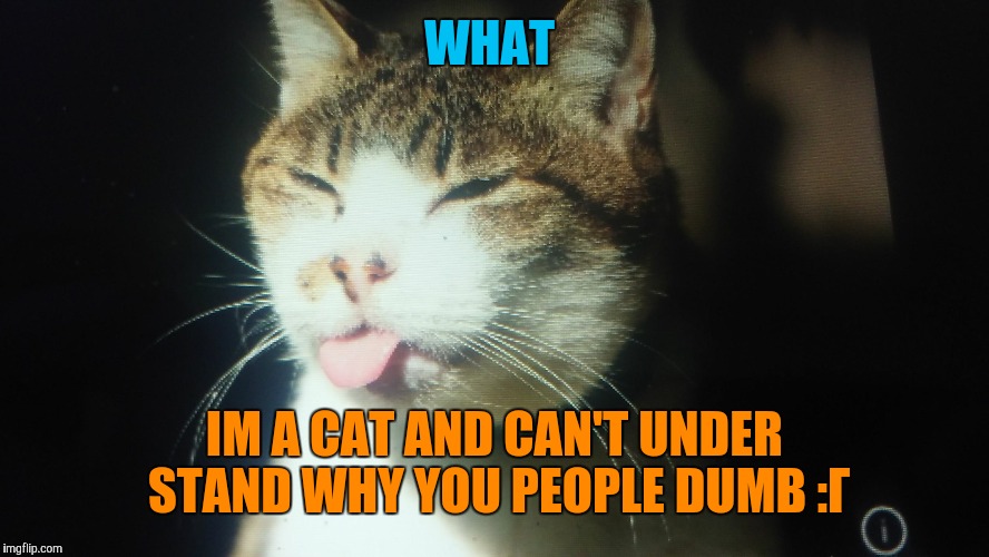 WHAT IM A CAT AND CAN'T UNDER STAND WHY YOU PEOPLE DUMB :Г | image tagged in im a catttttttt | made w/ Imgflip meme maker