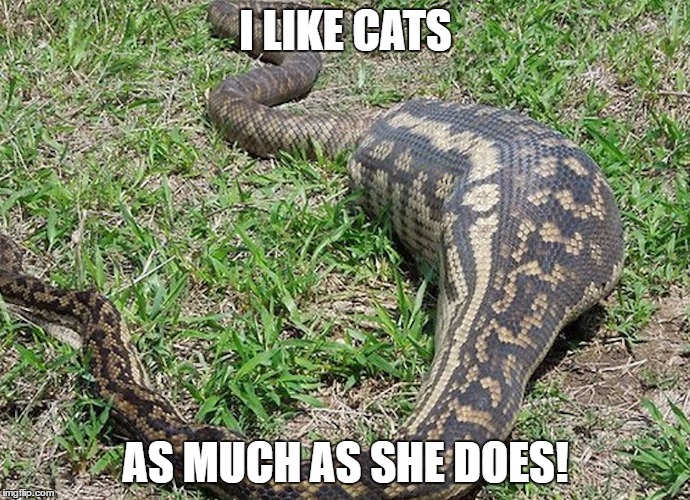 I LIKE CATS; AS MUCH AS SHE DOES! | image tagged in cat lover | made w/ Imgflip meme maker