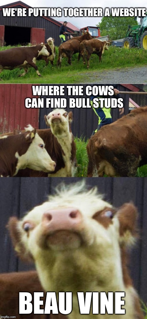 Bad pun cow  | WE'RE PUTTING TOGETHER A WEBSITE; WHERE THE COWS CAN FIND BULL STUDS; BEAU VINE | image tagged in bad pun cow | made w/ Imgflip meme maker