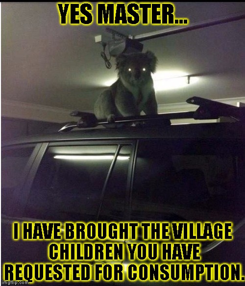 Creepy Koala |  YES MASTER... I HAVE BROUGHT THE VILLAGE CHILDREN YOU HAVE REQUESTED FOR CONSUMPTION. | image tagged in funny,wtf koala,memes,cannibalism | made w/ Imgflip meme maker