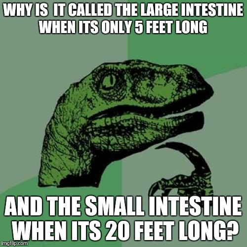 Philosoraptor | WHY IS  IT CALLED THE LARGE INTESTINE WHEN ITS ONLY 5 FEET LONG; AND THE SMALL INTESTINE WHEN ITS 20 FEET LONG? | image tagged in memes,philosoraptor | made w/ Imgflip meme maker