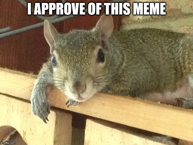 Squirrel Philosopher | I APPROVE OF THIS MEME | image tagged in squirrel philosopher | made w/ Imgflip meme maker