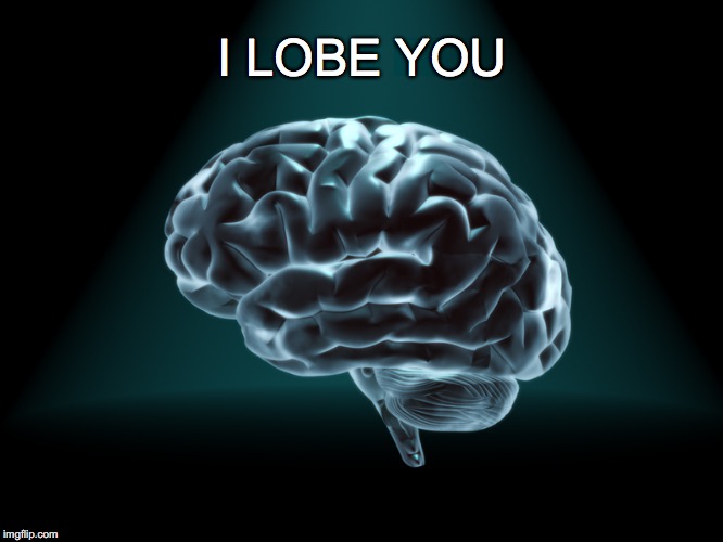 Intelligent men are sooo sexy! | I LOBE YOU | image tagged in brain,love,funny,love you,lobe you | made w/ Imgflip meme maker