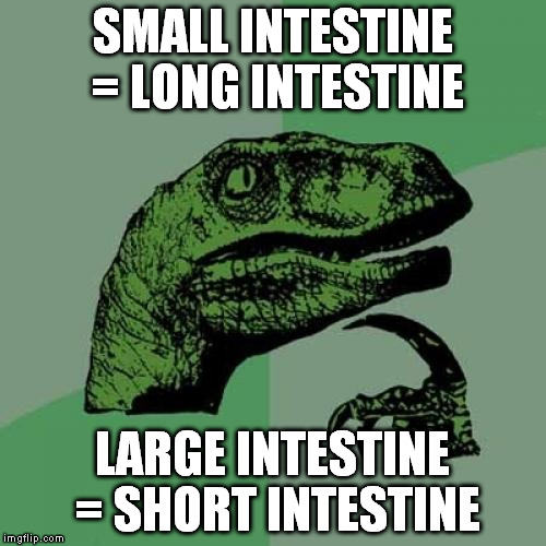 Philosoraptor Meme | SMALL INTESTINE = LONG INTESTINE LARGE INTESTINE = SHORT INTESTINE | image tagged in memes,philosoraptor | made w/ Imgflip meme maker